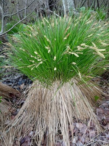 Tussock Sedge Kusamono
