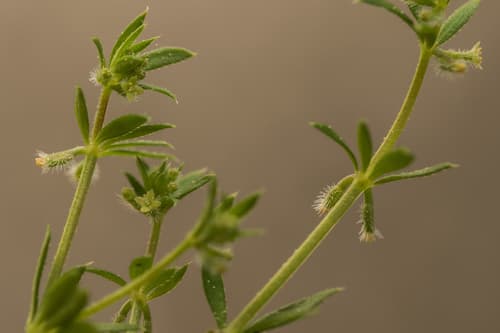 tiny bedstraw