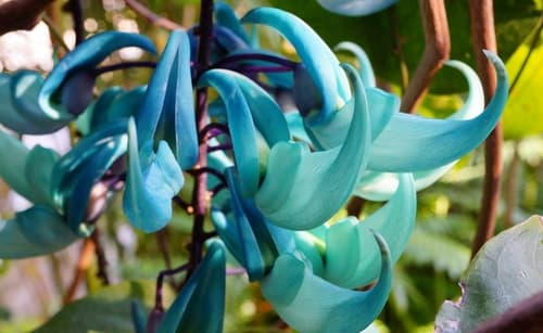 Jade Vine