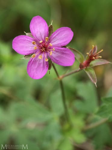 Pinewoods Geranium
