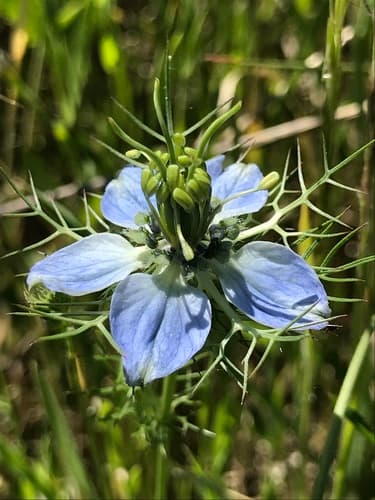 Love-in-a-mist