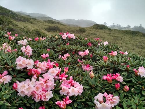 false-gold-flower rhododendron