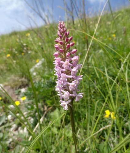 Short-spurred Fragrant-orchid