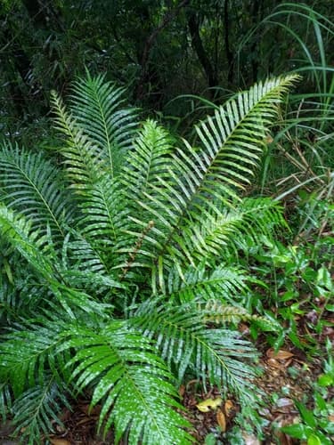 Oriental Blechnum Bonsai
