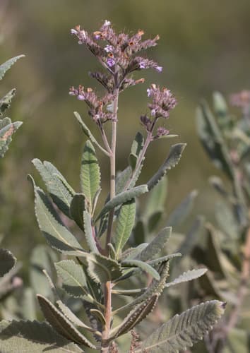 Thick-leaved Yerba Santa