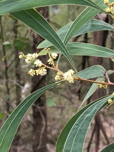 Sickle Wattle Bonsai