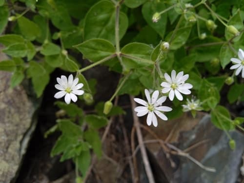Bunge's Chickweed
