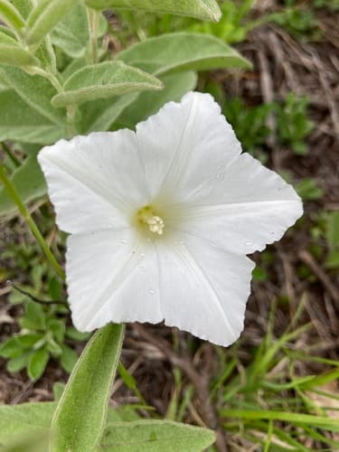 Low False Bindweed