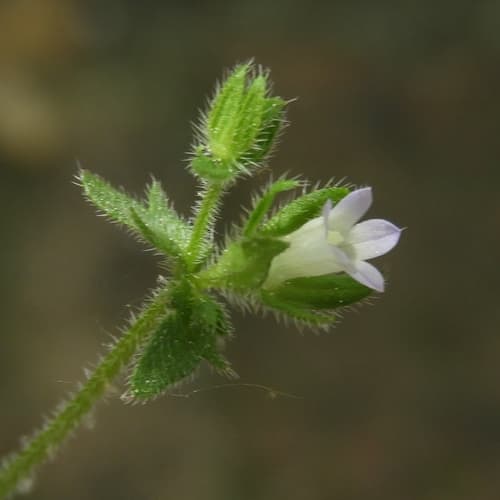 Small Bellflower