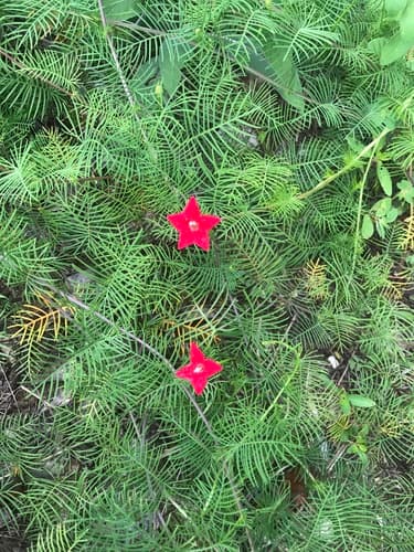 Cypress Vine Bonsai
