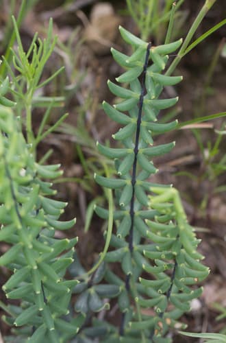 trans-Pecos cliffbrake