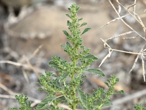 Prostrate Pigweed