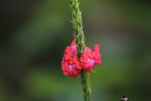 Pink Snakeweed