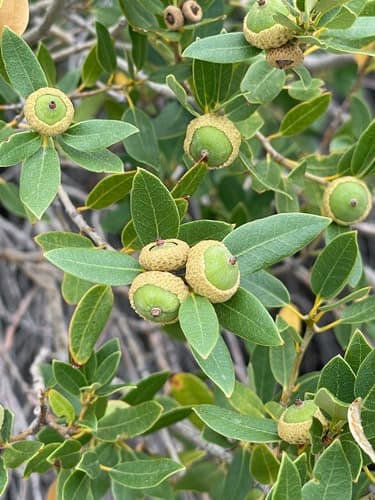 Huckleberry Oak Bonsai