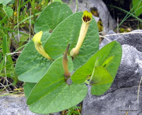 Aristolochia paucinervis