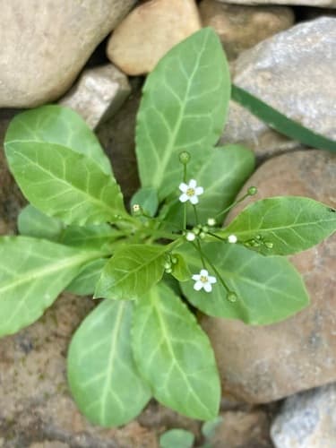 Seaside Brookweed Bonsai