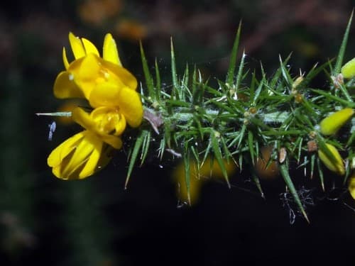 Dwarf Gorse