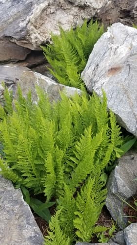 Alpine Lady-fern Bonsai