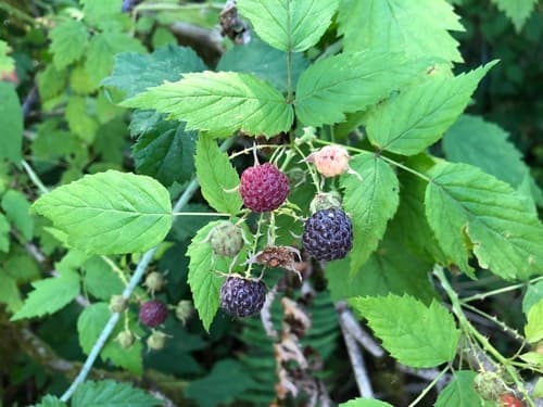 Whitebark Raspberry Bonsai