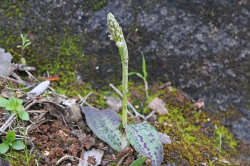 Dense-flowered Orchid