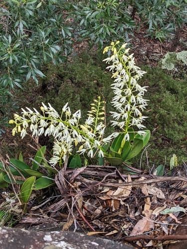 Rock Orchid