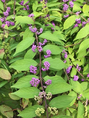 Purple Beautyberry Bonsai