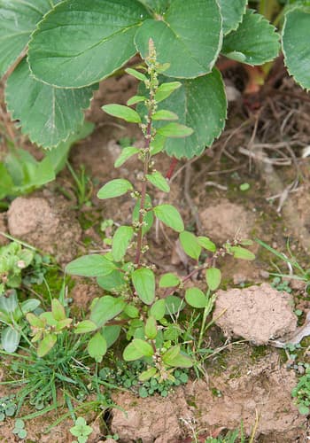Many-seeded Goosefoot