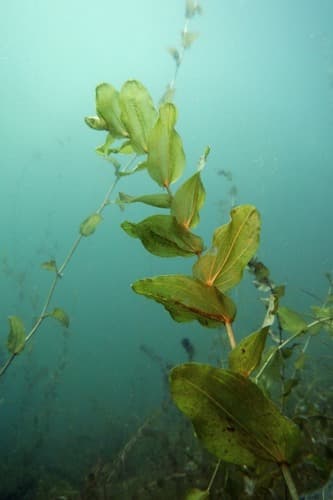 Perfoliate Pondweed