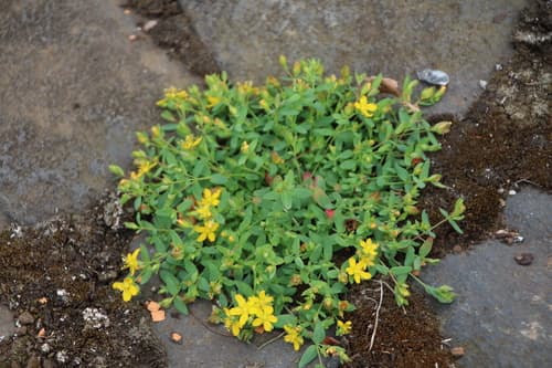 Trailing St John's-wort