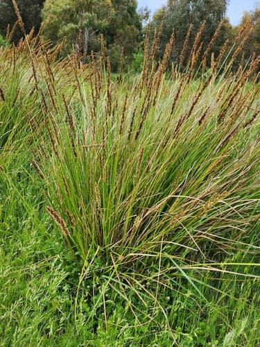 Southern Cutty Sedge