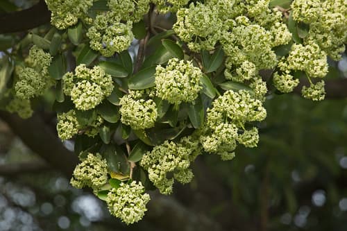 White Cheesewood Bonsai