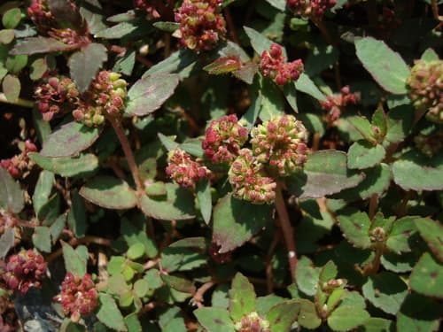Florida Hammock Sandmat