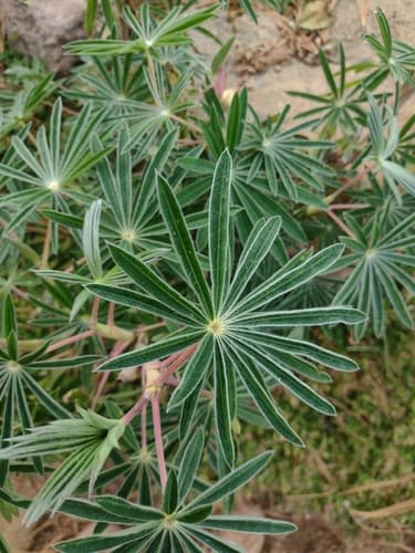 Lupinus montanus