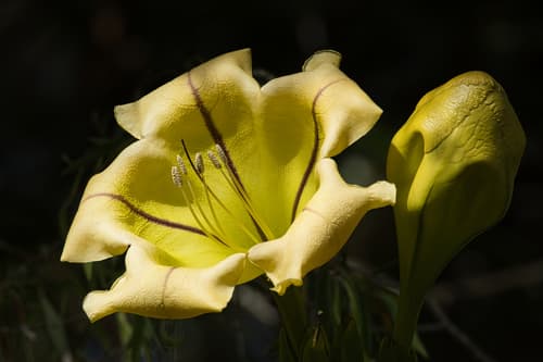 Golden Chalice Vine