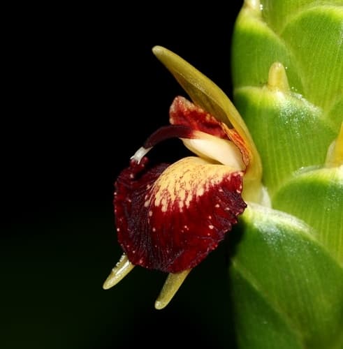 Spiked Spiralflag Ginger Flower