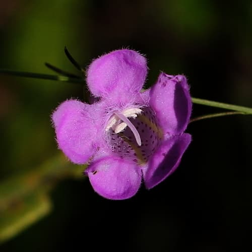 Purple False Foxglove Flower