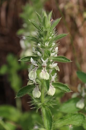 Italian Woundwort