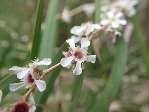 Western Australian Peppermint