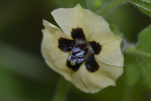 Hairy Groundcherry Bonsai