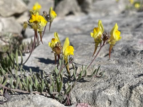 Prostrate Toadflax