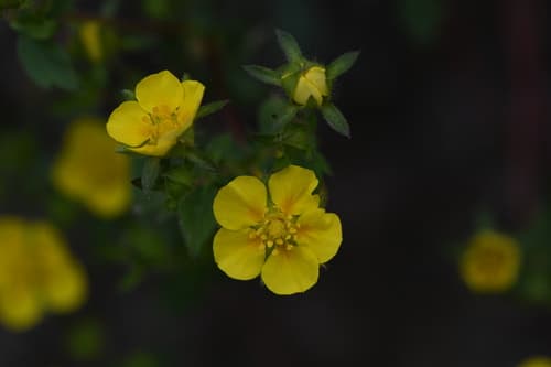 Sunny-place Cinquefoil Bonsai