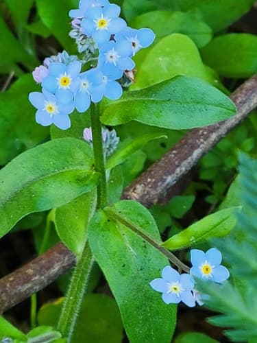 broadleaf forget-me-not