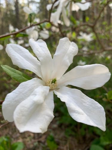 Kobus Magnolia Flower (Not a Bonsai)