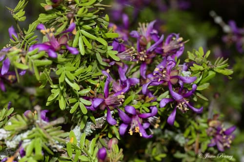 Texas Lignum-Vitae Bonsai