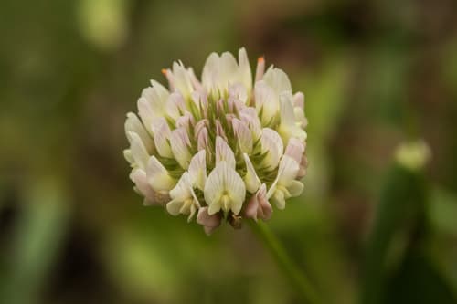 small white clover