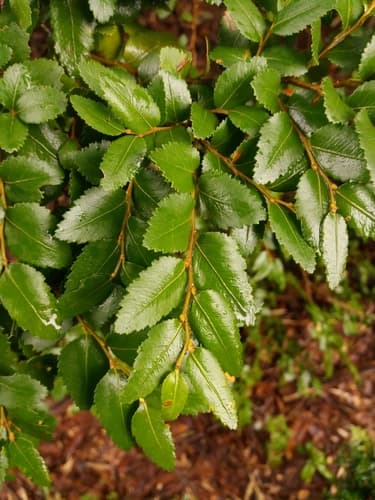 Dombey's Beech Bonsai