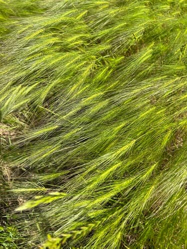 Medusa Head Grass Bonsai