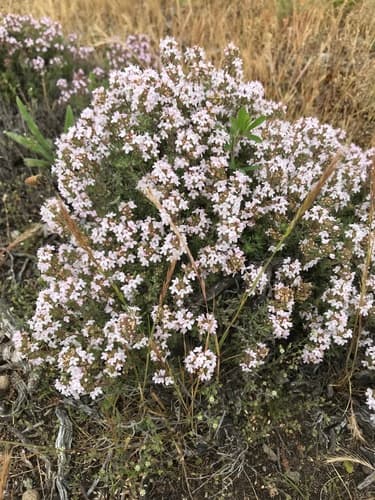 Common Thyme Specimen