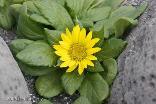 Seabeach Groundsel