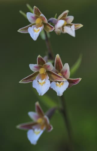 Marsh Helleborine